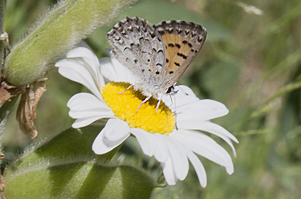Lycaena mariposa mariposa - The Mariposa Copper