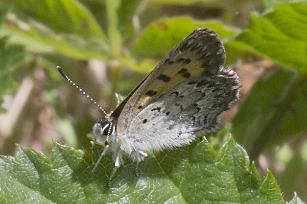 Lycaena mariposa mariposa - The Mariposa Copper