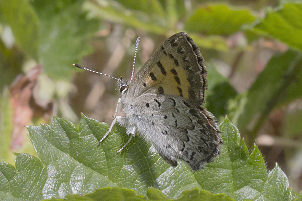 Lycaena mariposa mariposa - The Mariposa Copper