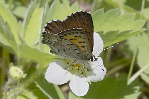 Lycaena mariposa mariposa - The Mariposa Copper