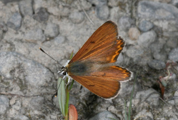 Lycaena n. nivalis - The Lilac-bordered Copper