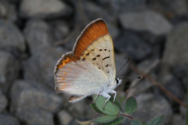 Lycaena n. nivalis - The Lilac-bordered Copper