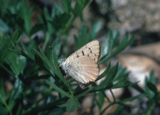 Lycaena n. nivalis - The Lilac-bordered Copper