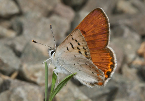 Lycaena n. nivalis - The Lilac-bordered Copper