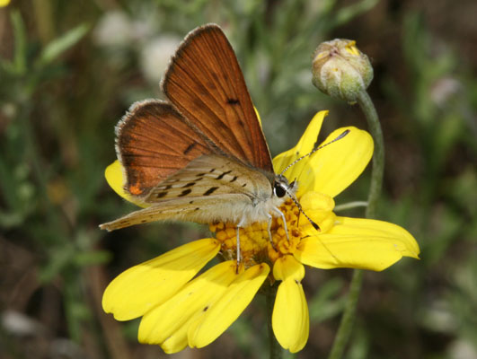 Lycaena n. nivalis - The Lilac-bordered Copper