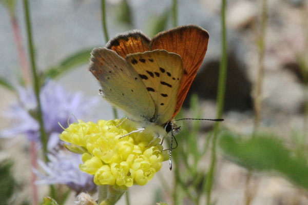 Lycaena n. nivalis - The Lilac-bordered Copper