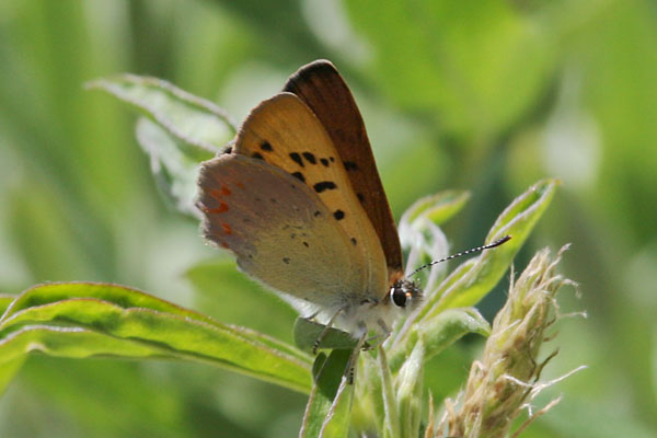 Lycaena n. nivalis - The Lilac-bordered Copper