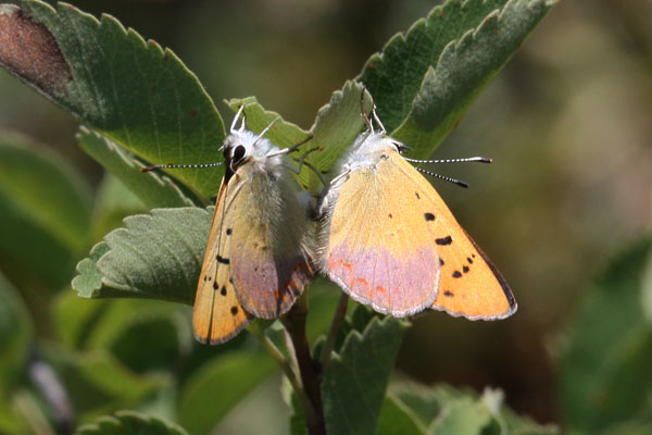 Lycaena n. nivalis - The Lilac-bordered Copper