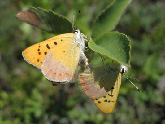 Lycaena n. nivalis - The Lilac-bordered Copper