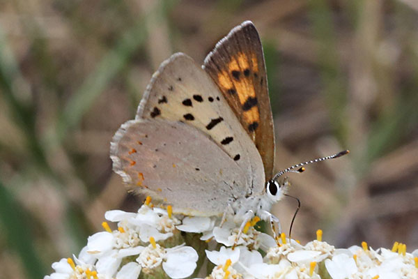 Lycaena nivalis nr. warnermontana - The Lilac-bordered Copper