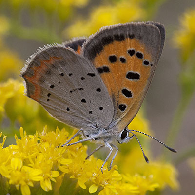 Lycaena phlaeas americana - The American Copper