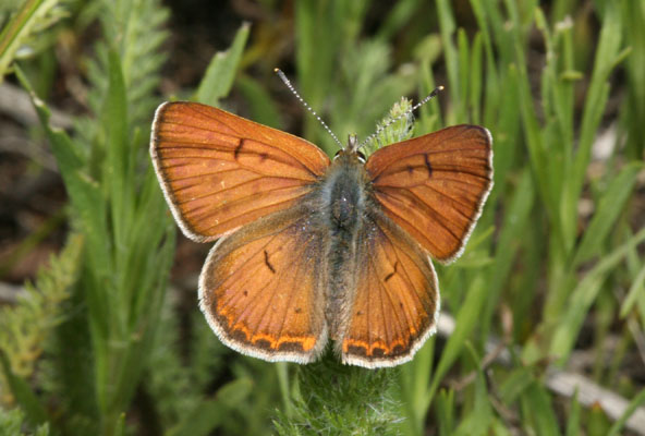 Lycaena r. rubidus - The Ruddy Copper