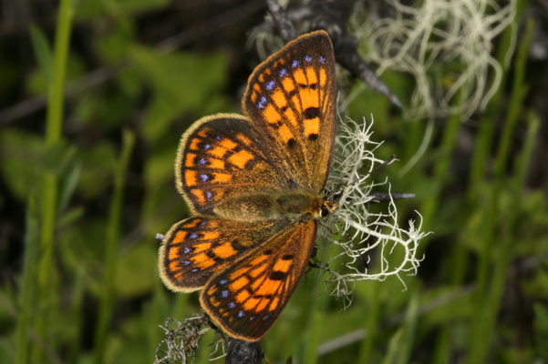 Lycaena salustius - The Common Copper