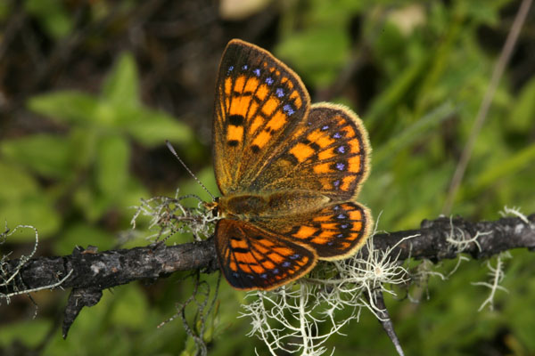 Lycaena salustius - The Common Copper