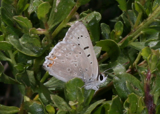 Lycaena x. xanthoides - The Great Copper