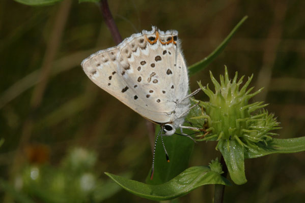 Lycaena xanthoides nigromaculata - The Great Copper