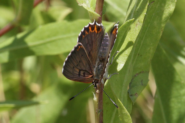 Lycaena xanthoides nigromaculata - The Great Copper