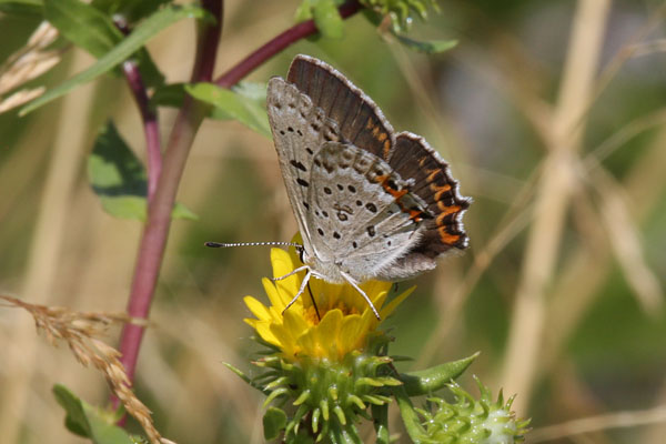 Lycaena xanthoides nigromaculata - The Great Copper