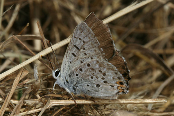 Lycaena xanthoides nigromaculata - The Great Copper