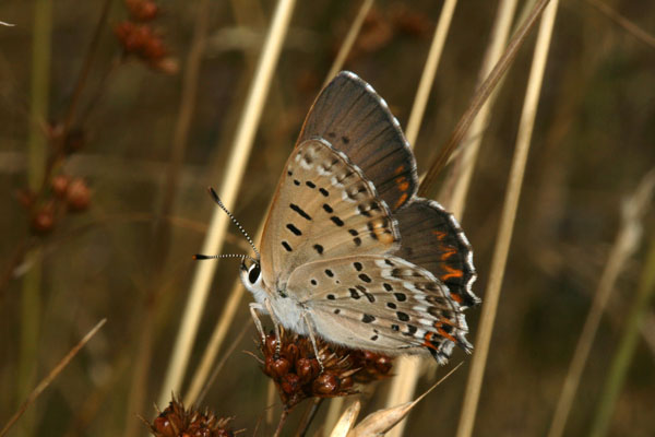 Lycaena xanthoides nigromaculata - The Great Copper