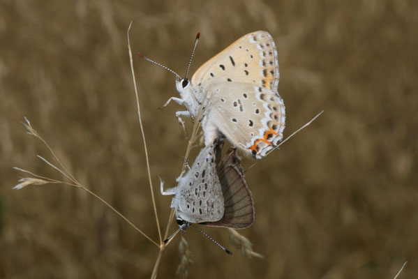 Lycaena xanthoides nigromaculata - The Great Copper