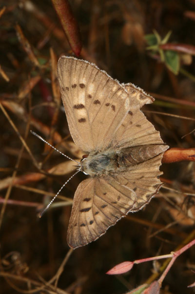 Lycaena xanthoides nigromaculata - The Great Copper