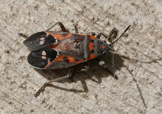 Lygaeus kalmii - The Small Milkweed Bug