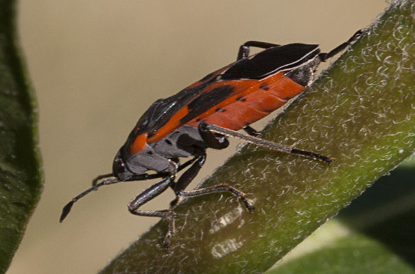 Lygaeus kalmii - The Small Milkweed Bug