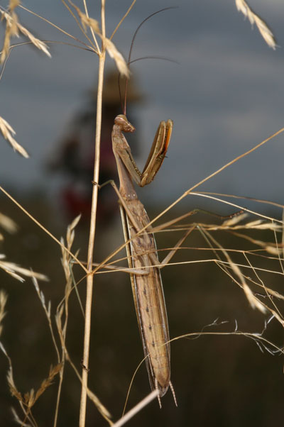 Mantis religiosa - The European Mantis