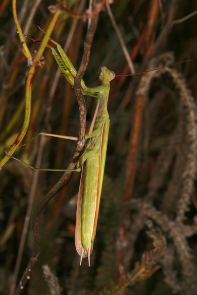 Mantis religiosa - The European Mantis