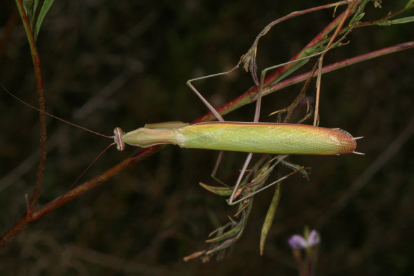 Mantis religiosa - The European Mantis