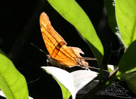 Marpesia berania - The Orange Daggerwing