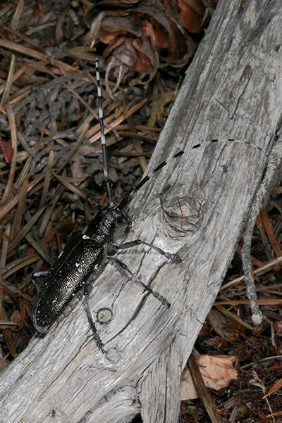 Monochamus scutellatus oregonensis - The Oregon Fir Sawyer