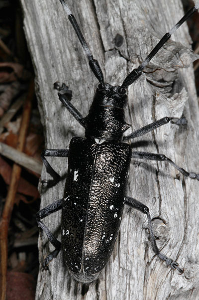 Monochamus scutellatus oregonensis - The Oregon Fir Sawyer