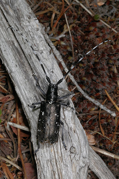 Monochamus scutellatus oregonensis - The Oregon Fir Sawyer