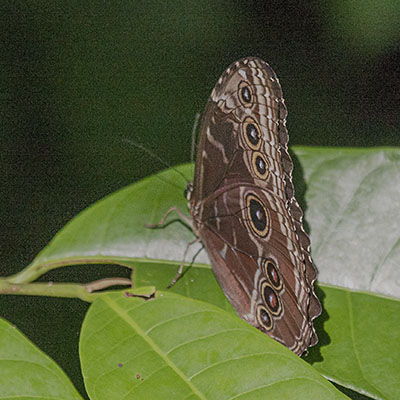 Morpho helenor marinita - The Blue Morpho