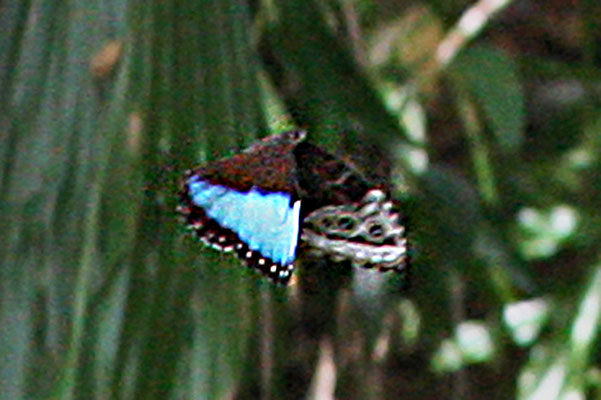 Morpho helenor marinita - The Blue Morpho