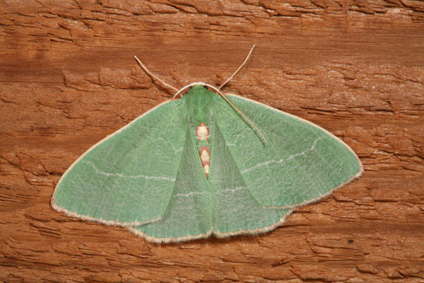 Nemoria d. darwiniata - Darwin's Emerald Moth