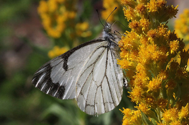 N
eophasia menapia - The Pine White