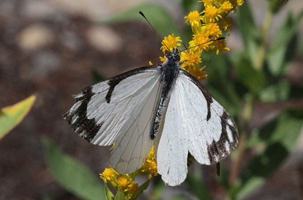 Neophasia menapia - The Pine White