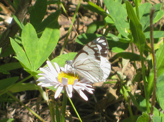 N
eophasia menapia - The Pine White