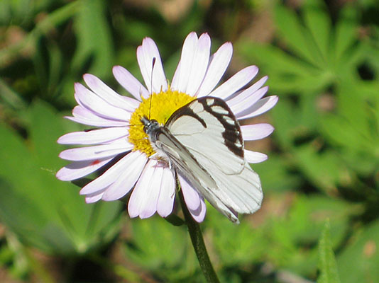 N
eophasia menapia - The Pine White