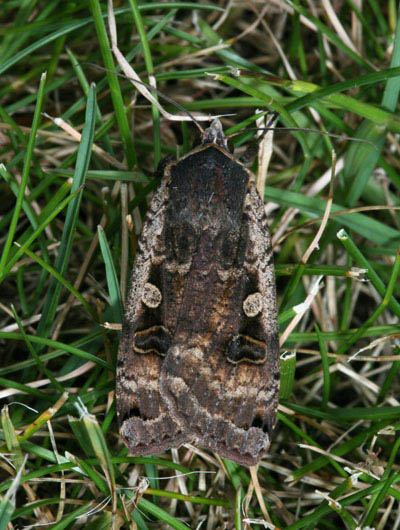 Noctua pronuba - The Large Yellow Underwing