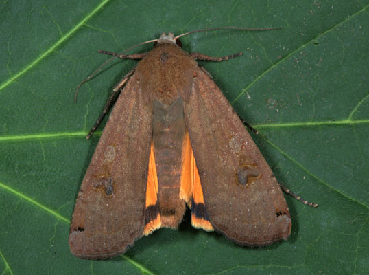 Noctua pronuba - The Large Yellow Underwing