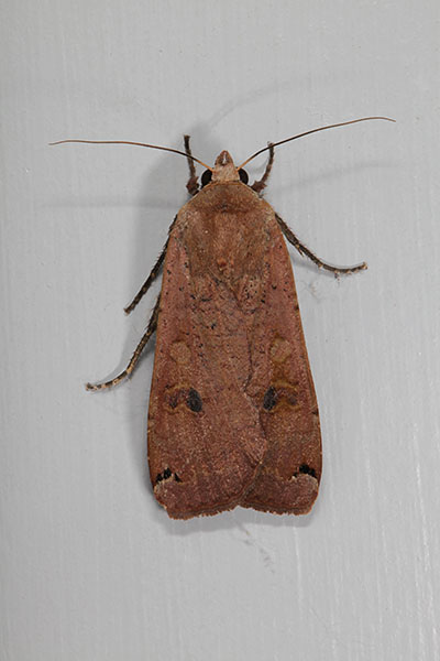 Noctua pronuba - The Large Yellow Underwing