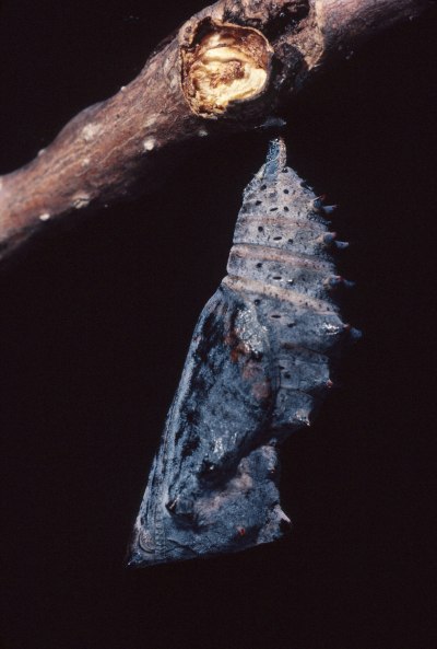 Nymphalis antiopa - The Mourning Cloak