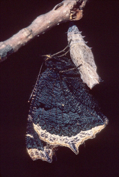 Nymphalis antiopa - The Mourning Cloak