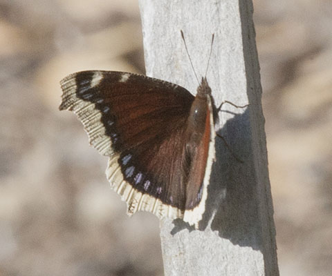 Nymphalis antiopa - The Mourning Cloak