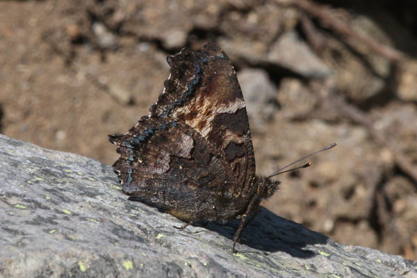 Nymphalis californica - The California Tortoiseshell