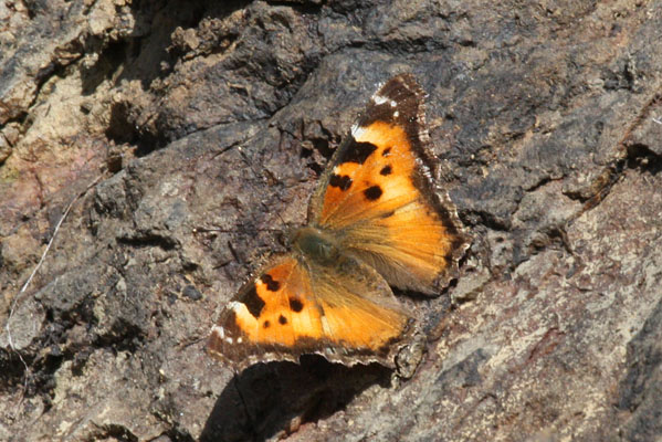 Nymphalis californica - The California Tortoiseshell